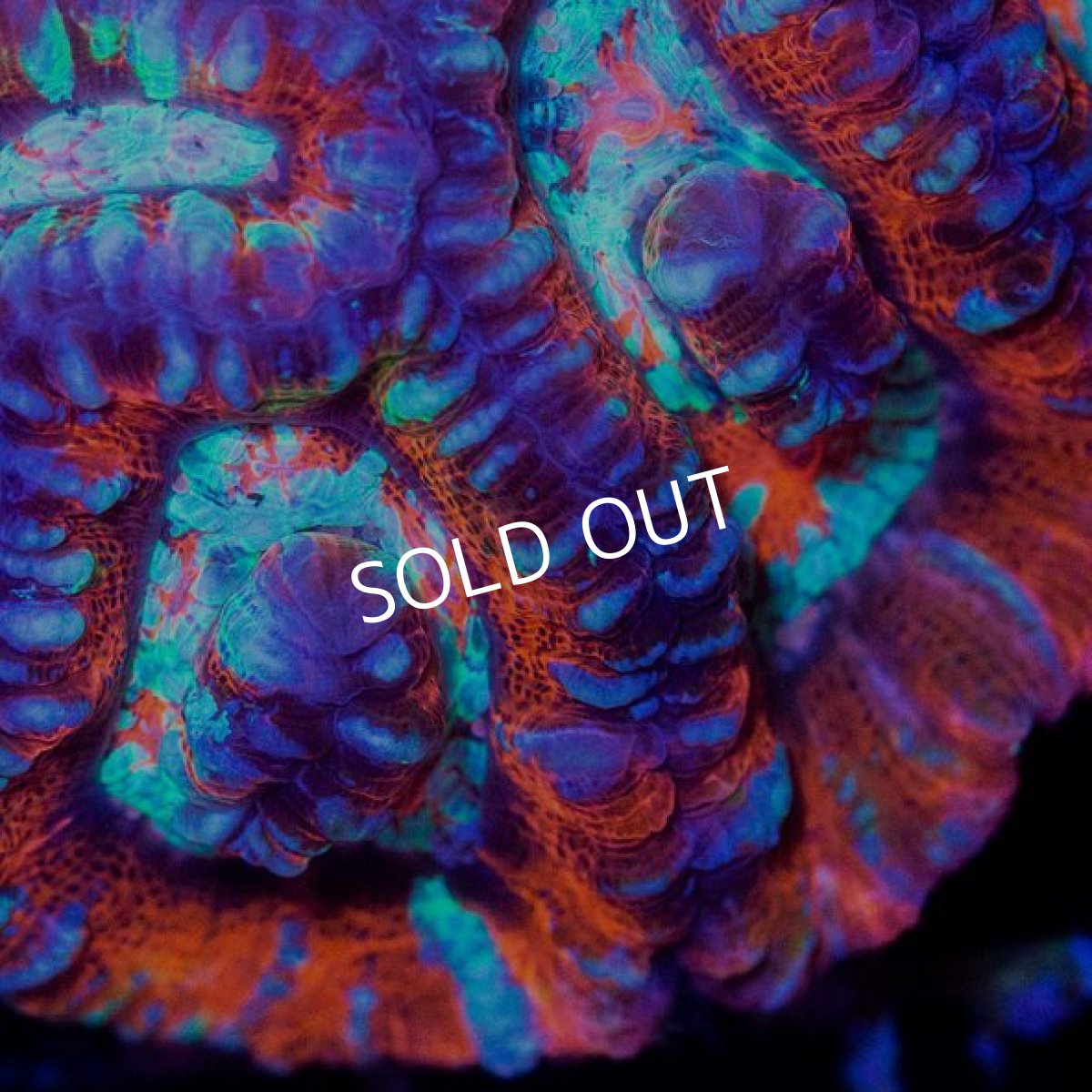 画像2: ■SALE■OZ　Wilson No.2 (2)