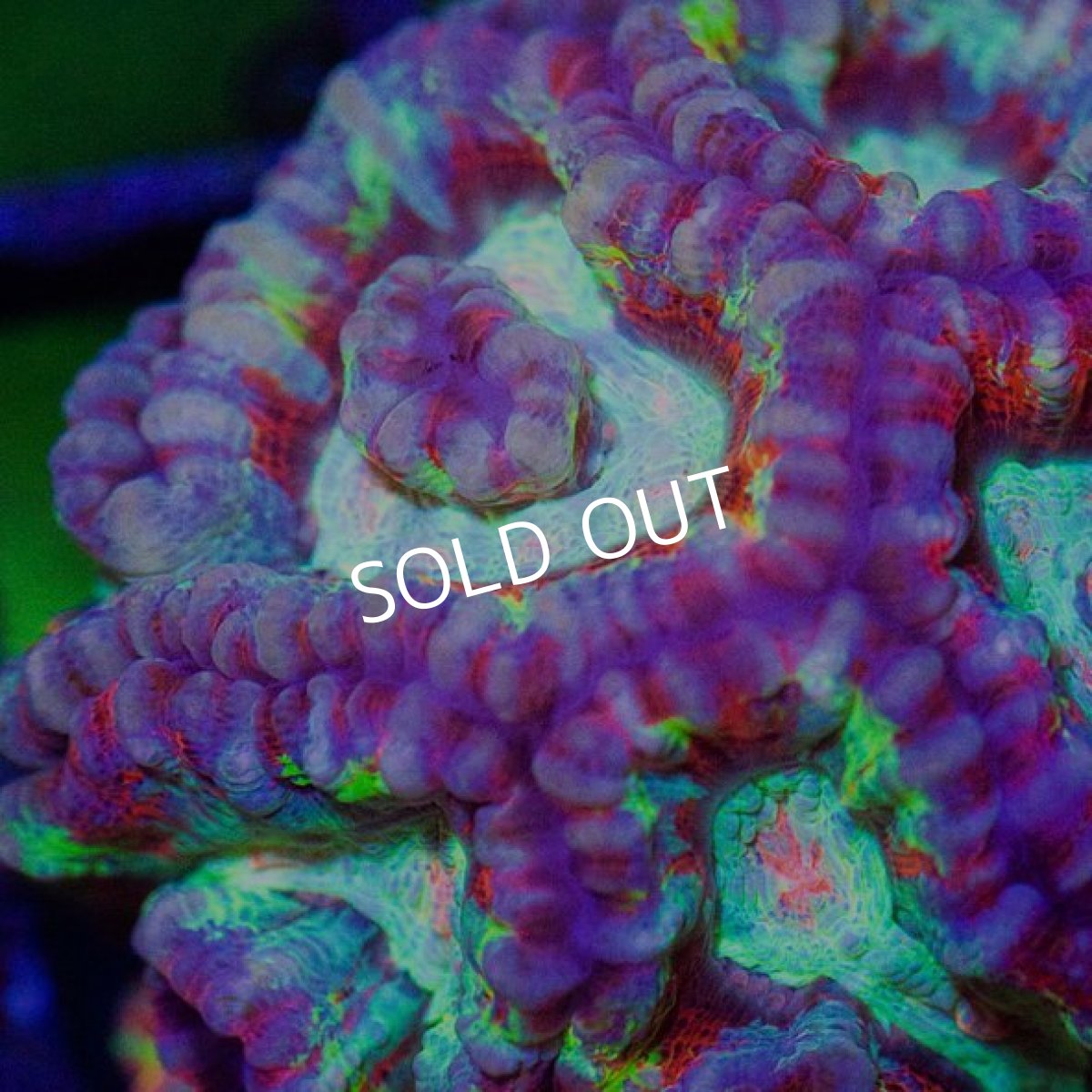 画像2: ■SALE■OZ Wilson No.1 (2)