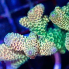 画像2: ■SALE■CDU Acropora sp. Ultra No.204 (2)