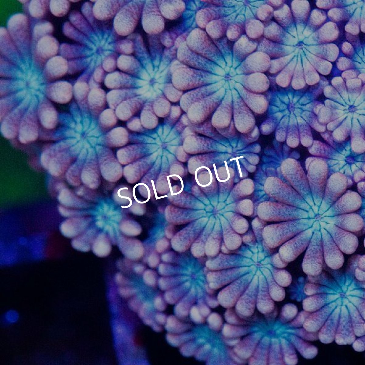 画像2: ■SALE■CDU アワサンゴ No.8 (2)