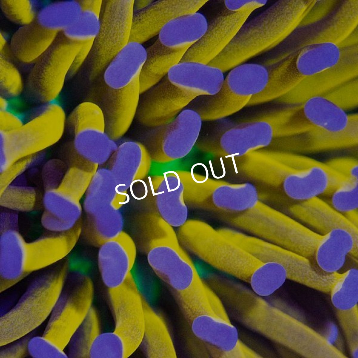 画像3: ■SALE■CDU"Coral Down Under" Holy Grail (3)