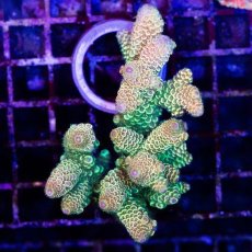 画像1: ■SALE■CDU Acropora sp. Ultra No.204 (1)