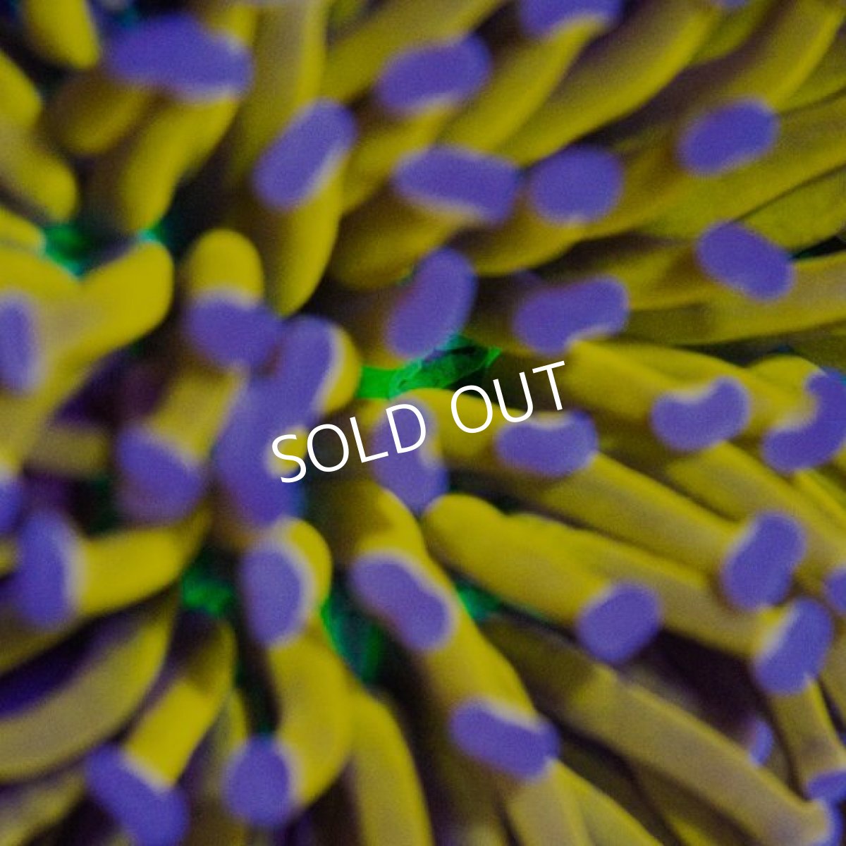 画像2: ■SALE■CDU"Coral Down Under" Holy Grail (2)