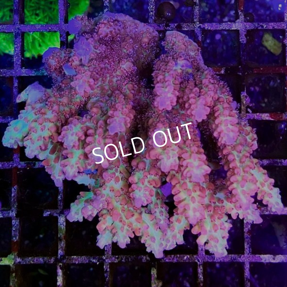 画像1: ■SALE■CDU Acropora sp. Ultra No.207 (1)