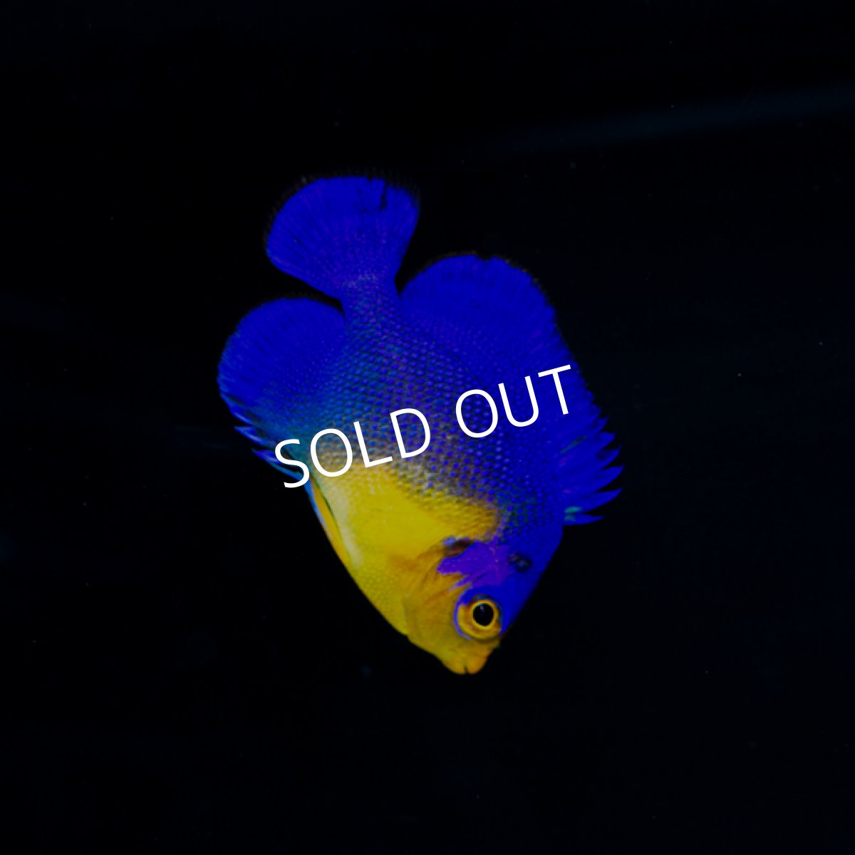 画像2: ■SALE■スミレヤッコ　S　　八重山産 (2)