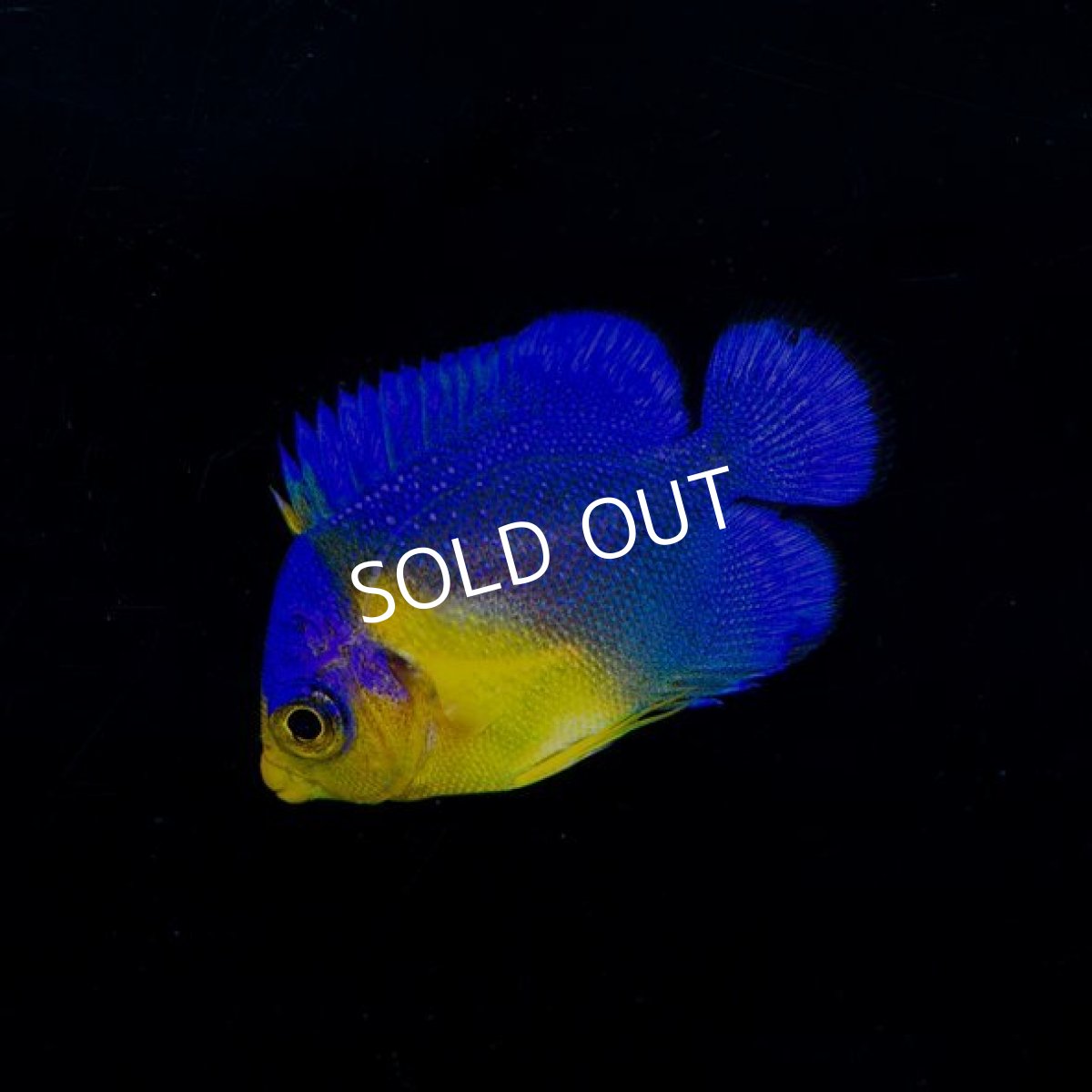 画像2: ■SALE■スミレヤッコ　S　　八重山産　No.3 (2)