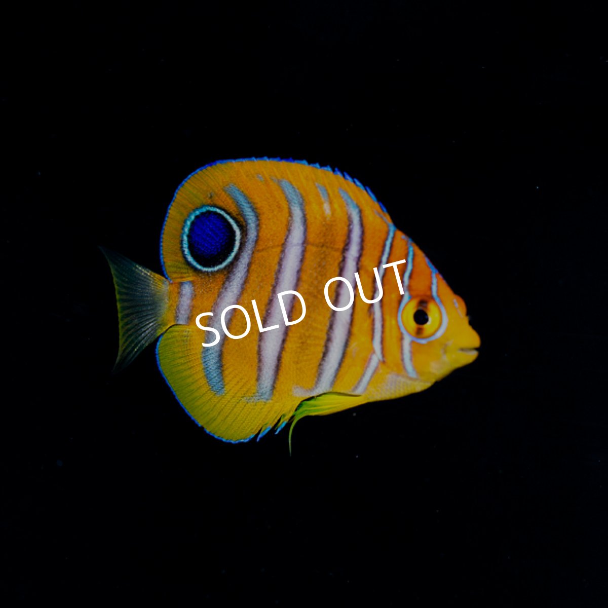 画像2: ■SALE■ニシキヤッコ　S　　八重山産 (2)