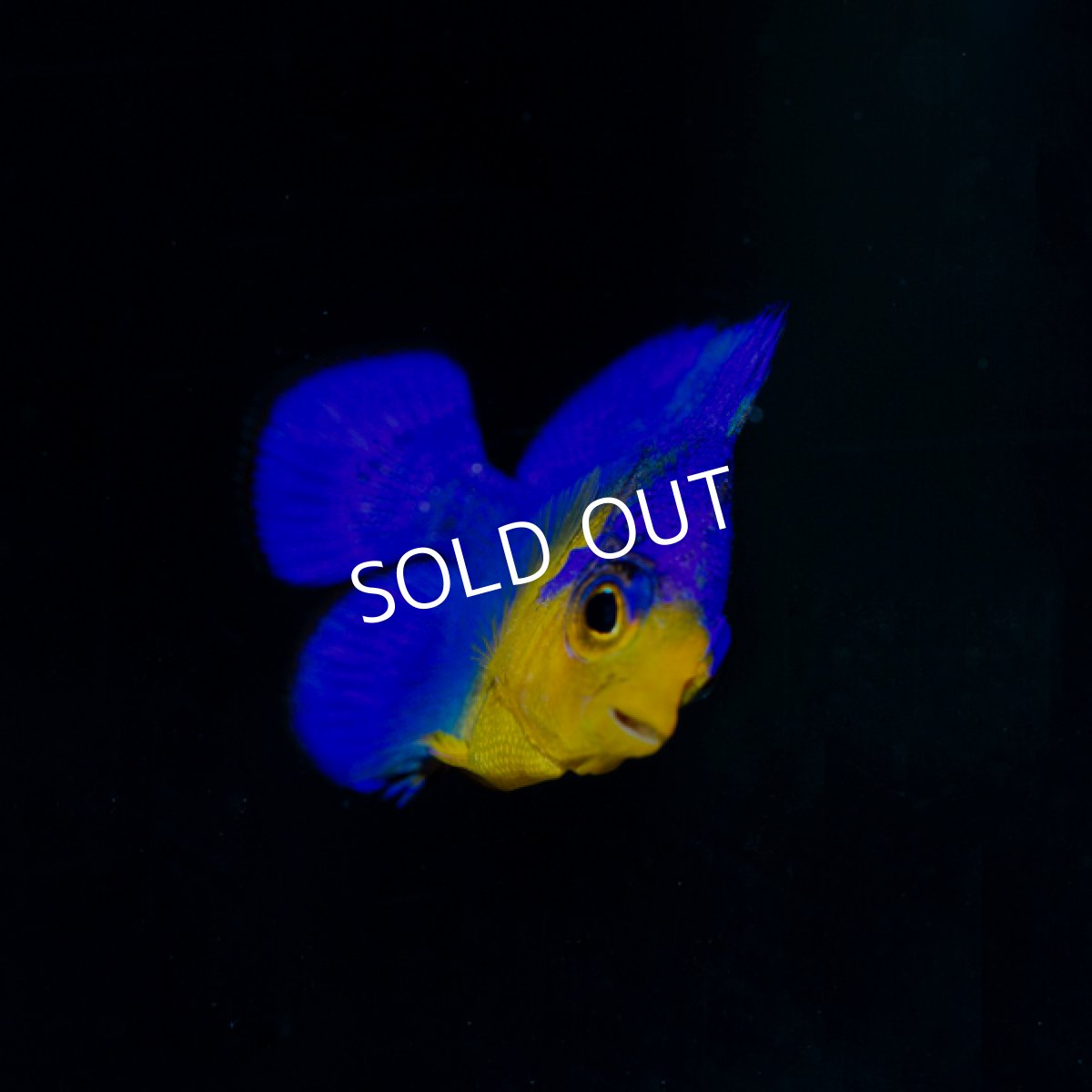 画像2: ■SALE■スミレヤッコ S  八重山産 No.2 (2)