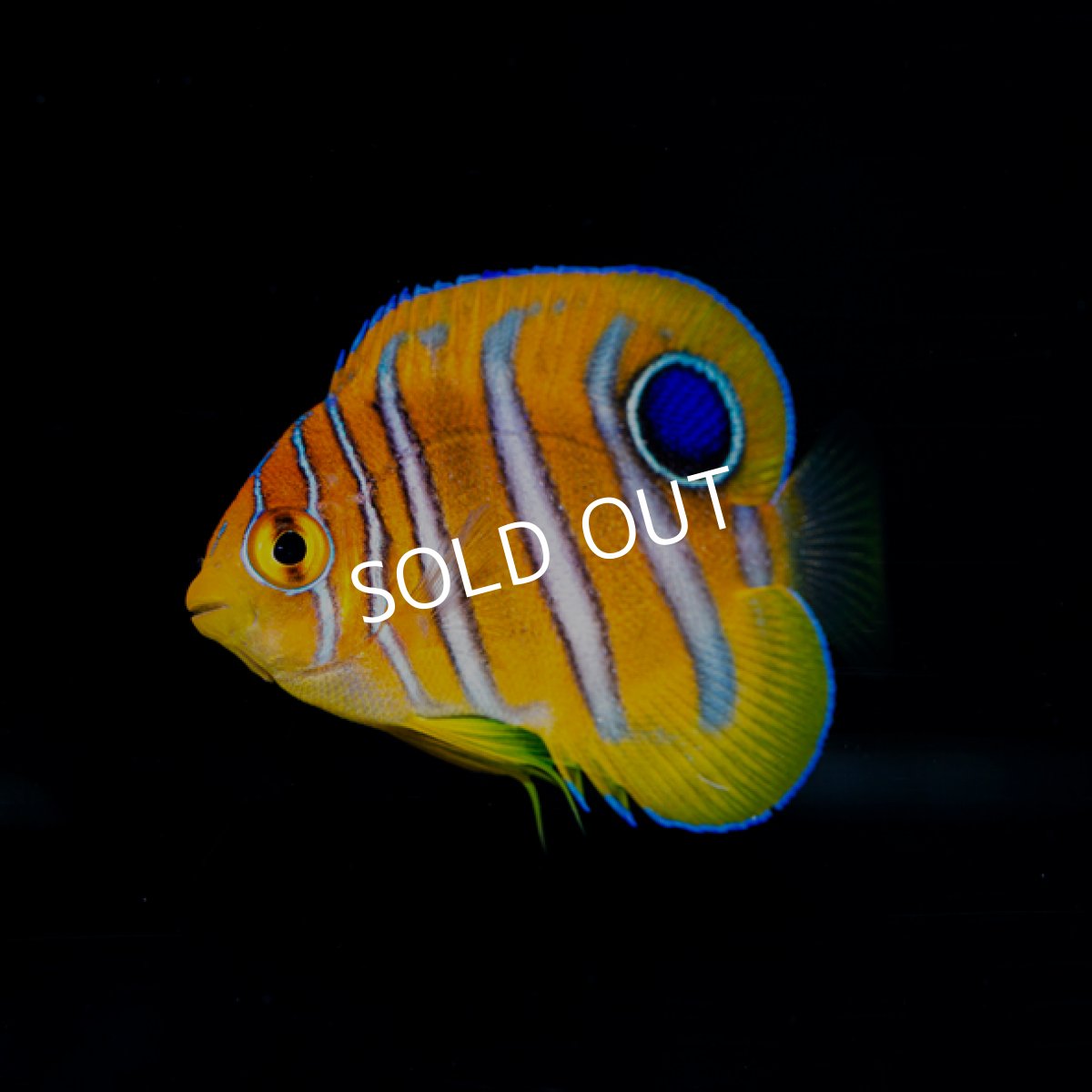 画像3: ■SALE■ニシキヤッコ　S　　八重山産 (3)