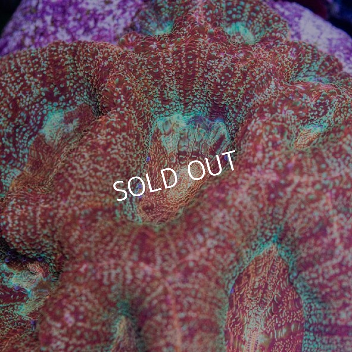 画像2: ■SALE■CDU H.bowerbanki No.4 (2)