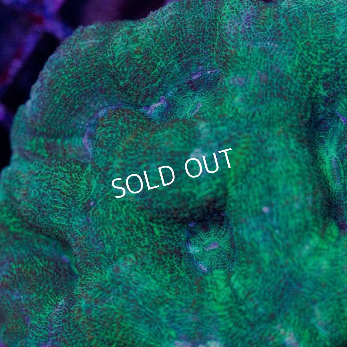 画像2: ■SALE■CDU H.bowerbanki No.2 (2)