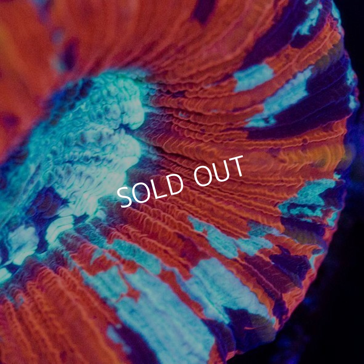 画像2: ■SALE■CDU オオバナ No.5 (2)