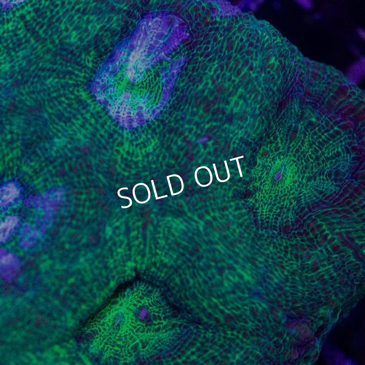 画像2: ■SALE■CDU　H.bowerbanki No.1 (2)