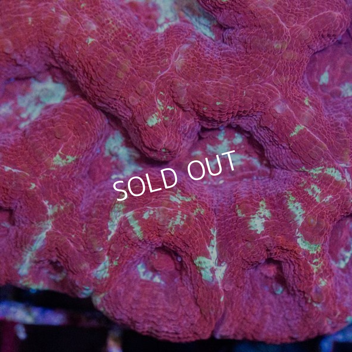 画像2: ■SALE■CDU H.bowerbanki No.5 (2)