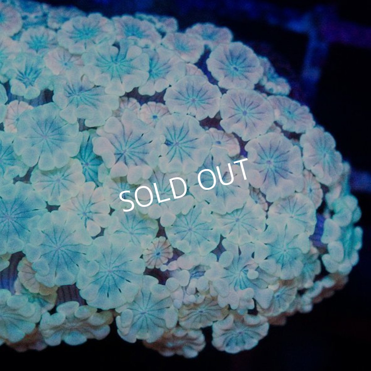 画像2: ■SALE■CDU アワサンゴ (2)