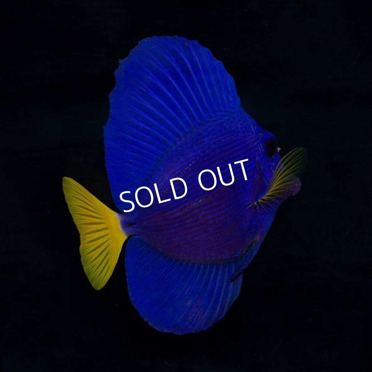 画像2: パープルタン　 (2)