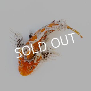 ウツボ＆カサゴ - 海水魚専門店 ceppo onlinestore