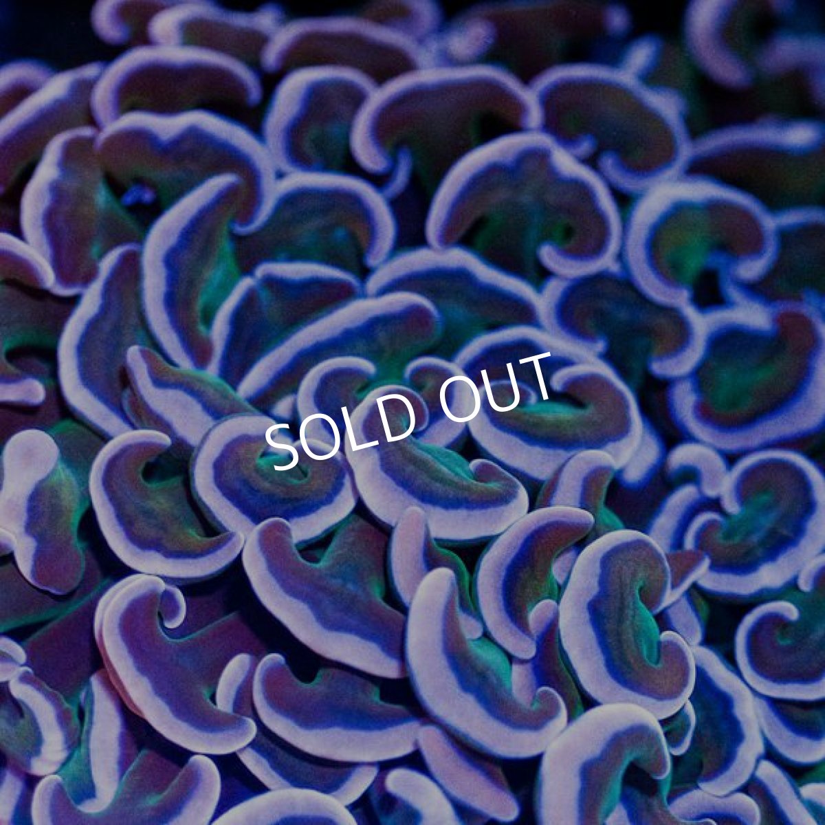 画像2: ■SALE■CDU ナガレハナ No.1 (2)