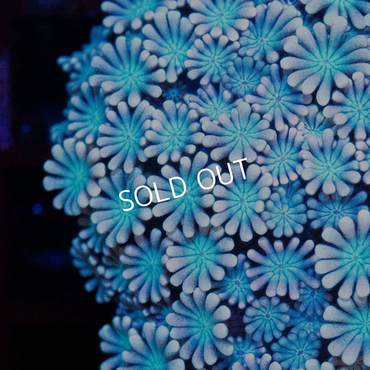 画像2: ■SALE■CDU アワサンゴ (2)