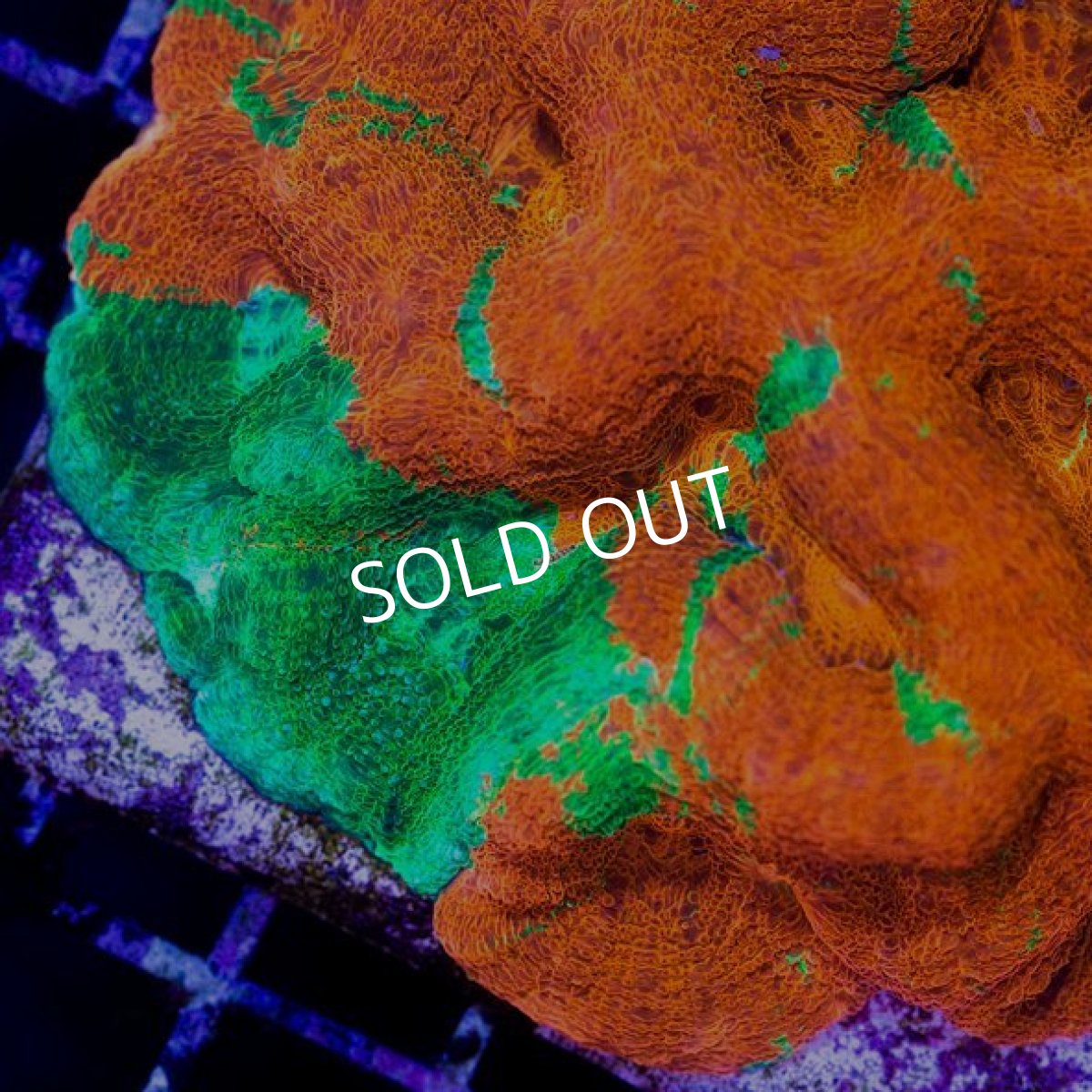 画像2: ■SALE■UCA　H.bowerbanki Bleeding Apple (2)