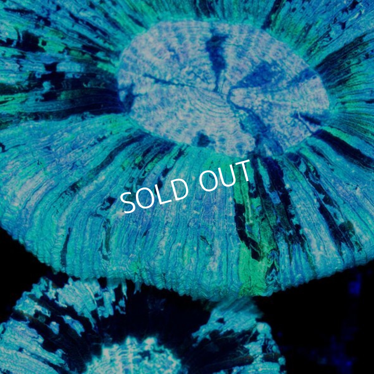 画像2: ■SALE■CDU オオバナ No.7 (2)