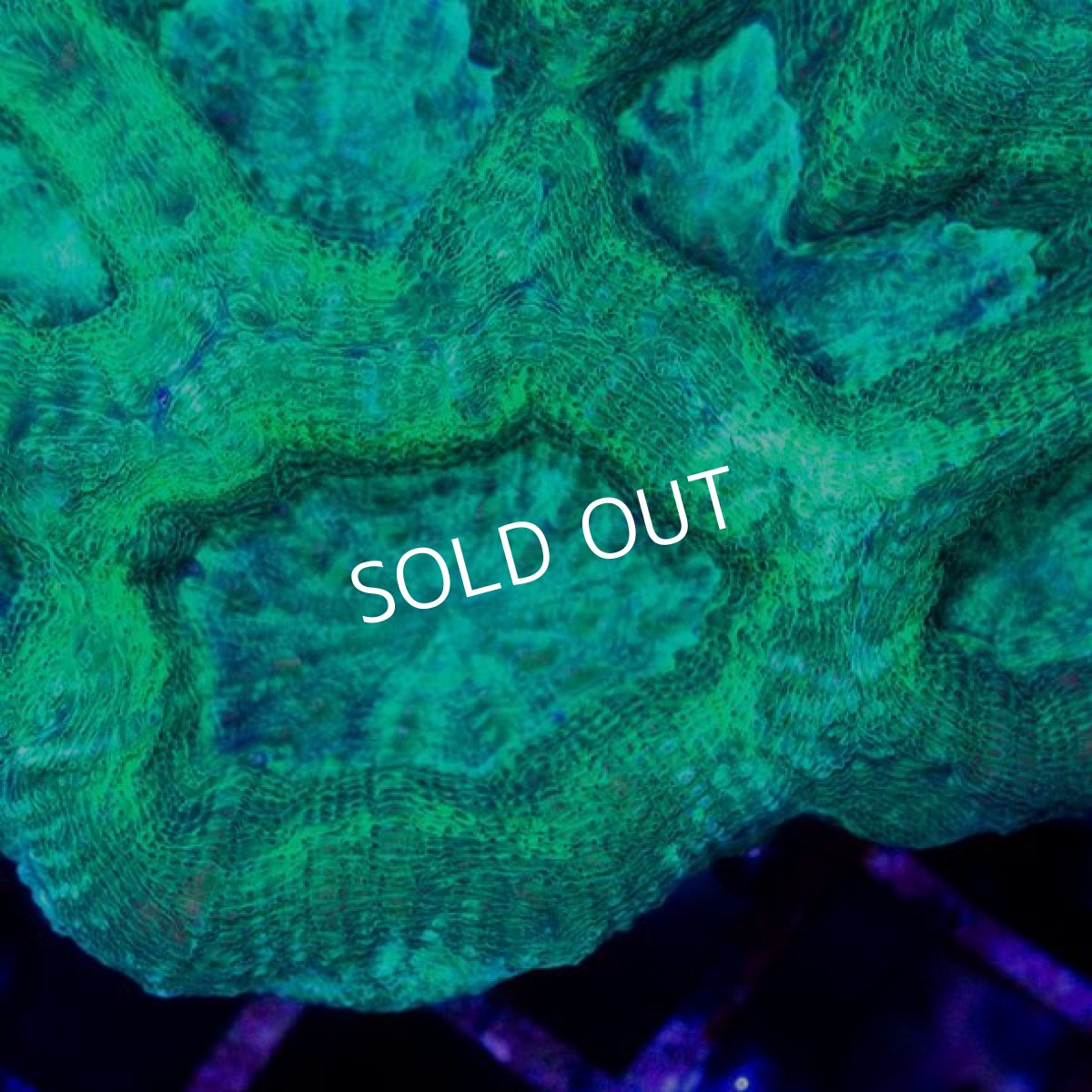 画像2: ■SALE■CDU　H.bowerbanki No.5 (2)