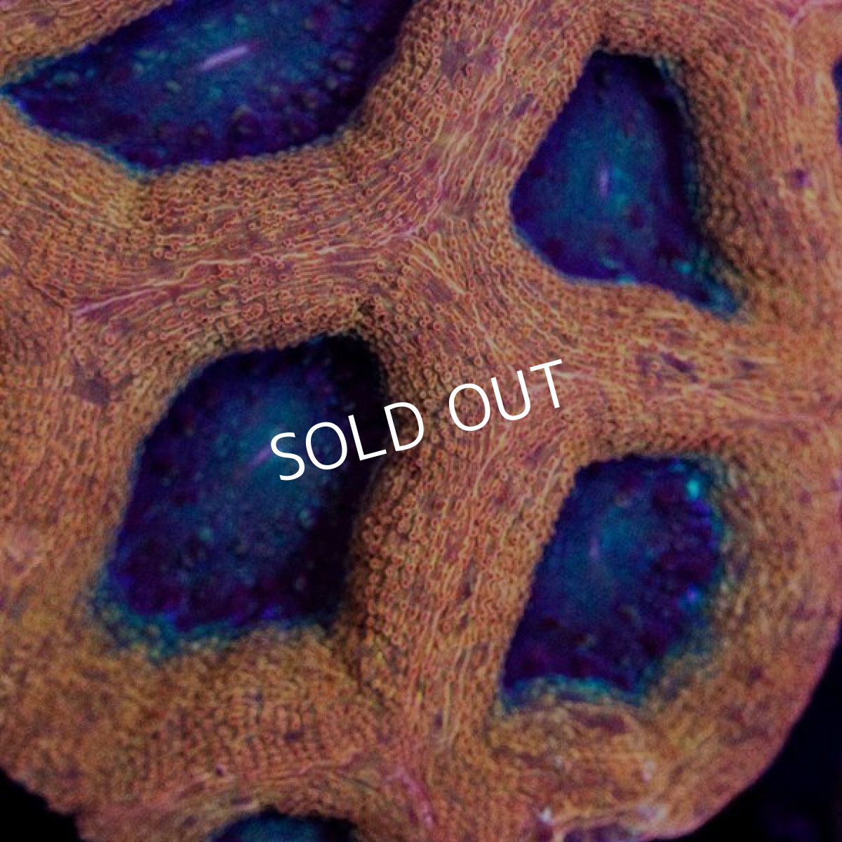 画像2: ■SALE■CDU H.bowerbanki No.7 (2)