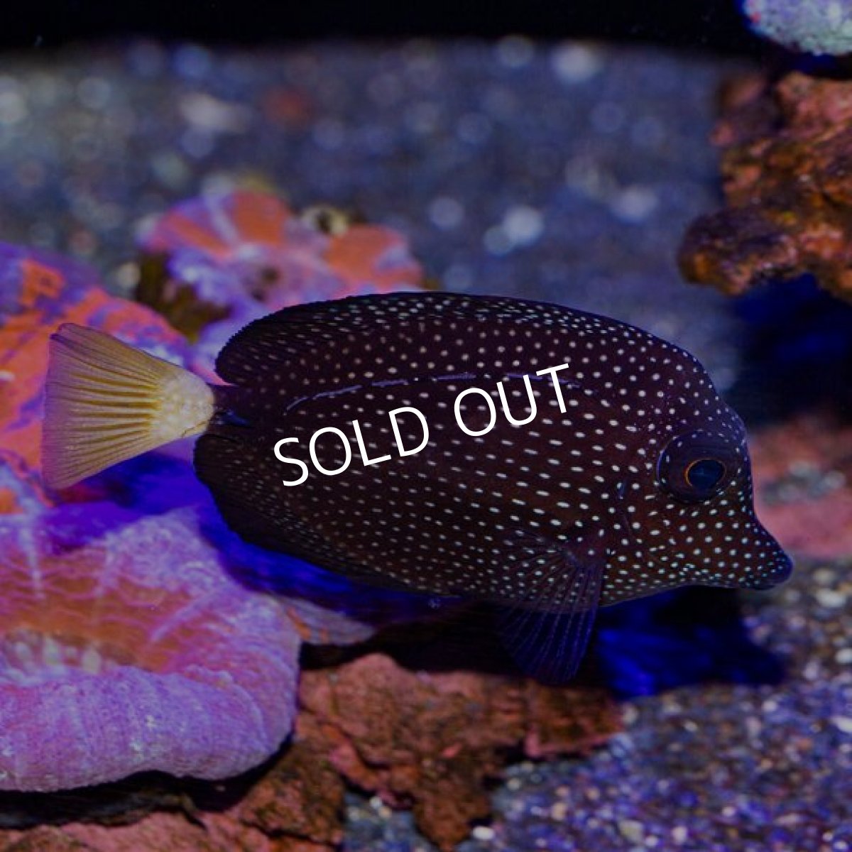 画像2: ■SALE■ジェムタン No.2 (2)