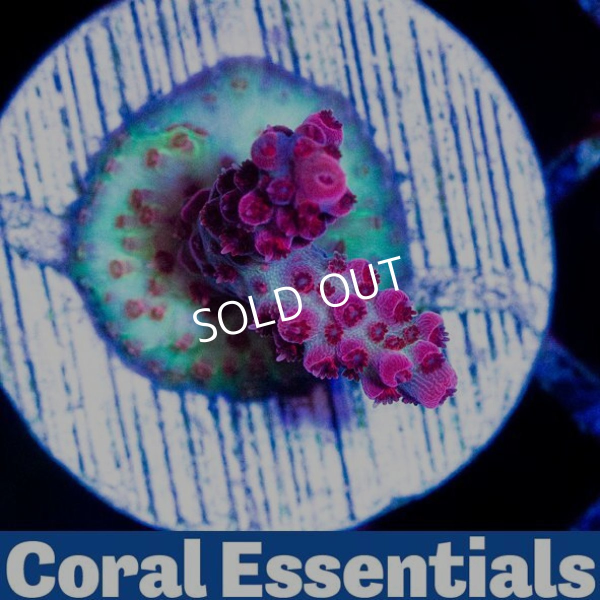 画像2: ■SALE■CE PC Rainbow (2)