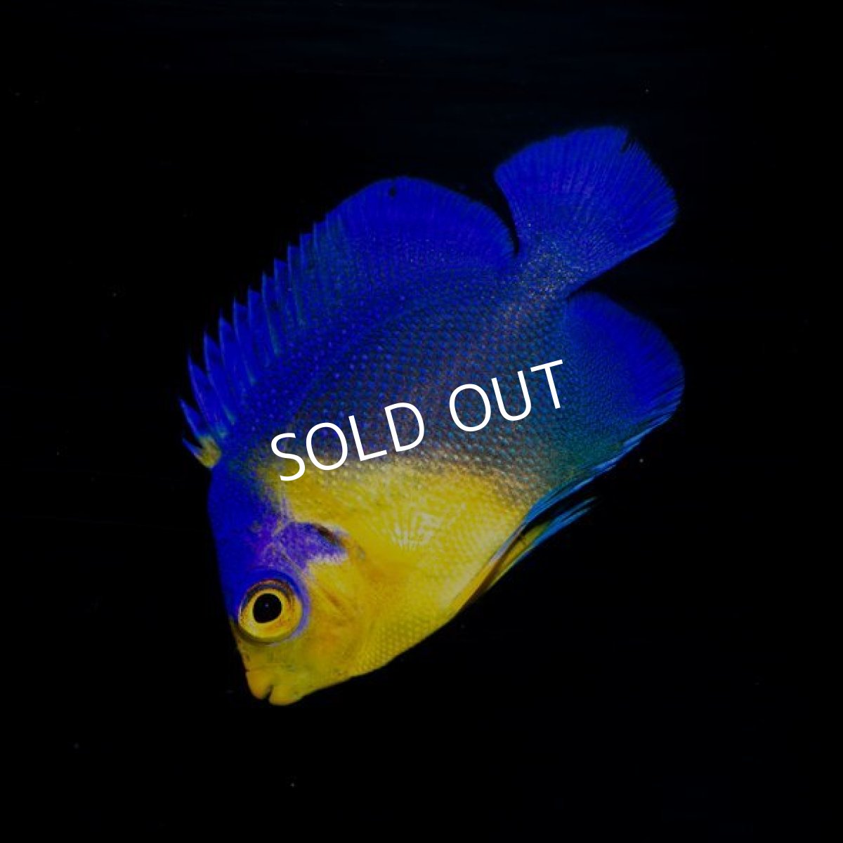 画像2: スミレヤッコ S  八重山産 (2)