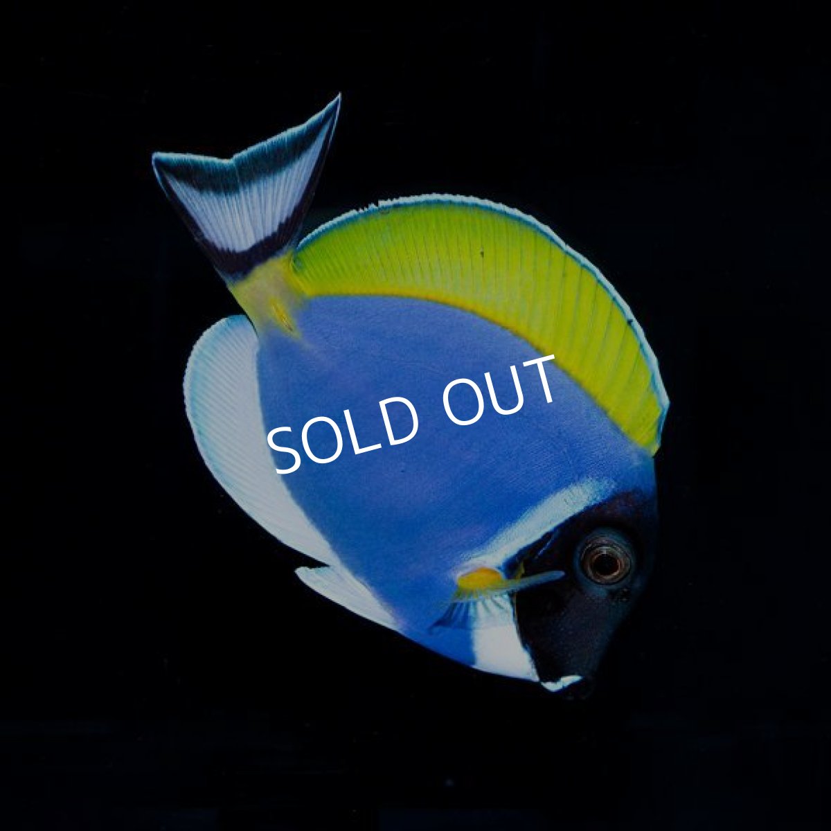 画像2: パウダーブルータン  (2)