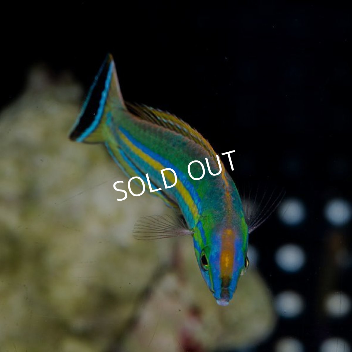 画像2: オグロベラ　♂ (2)