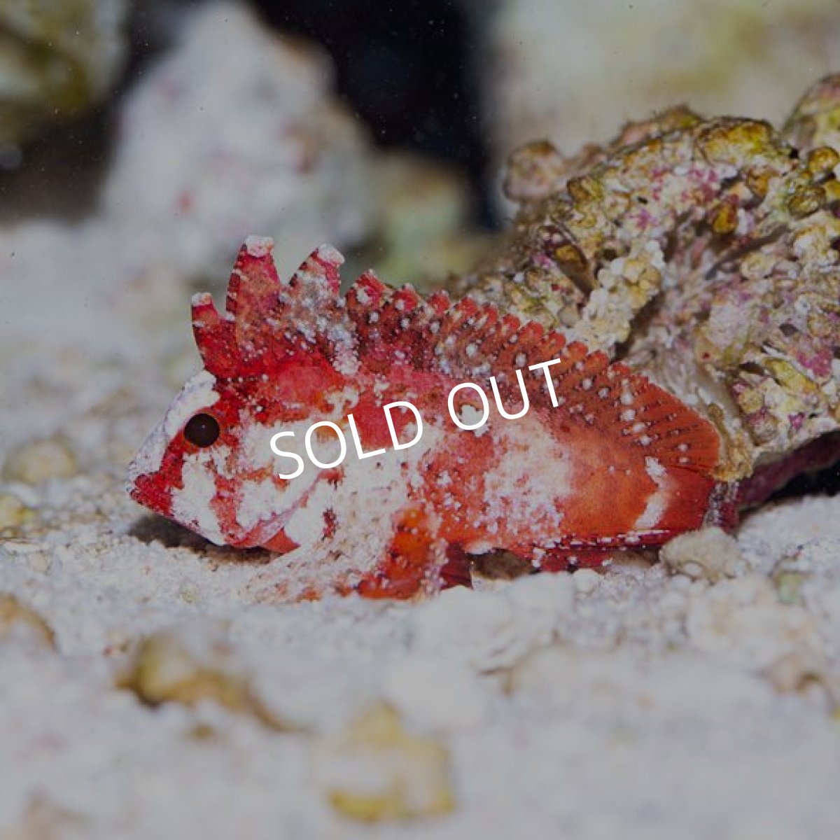 画像2: バンドテールワスプフィッシュ (2)