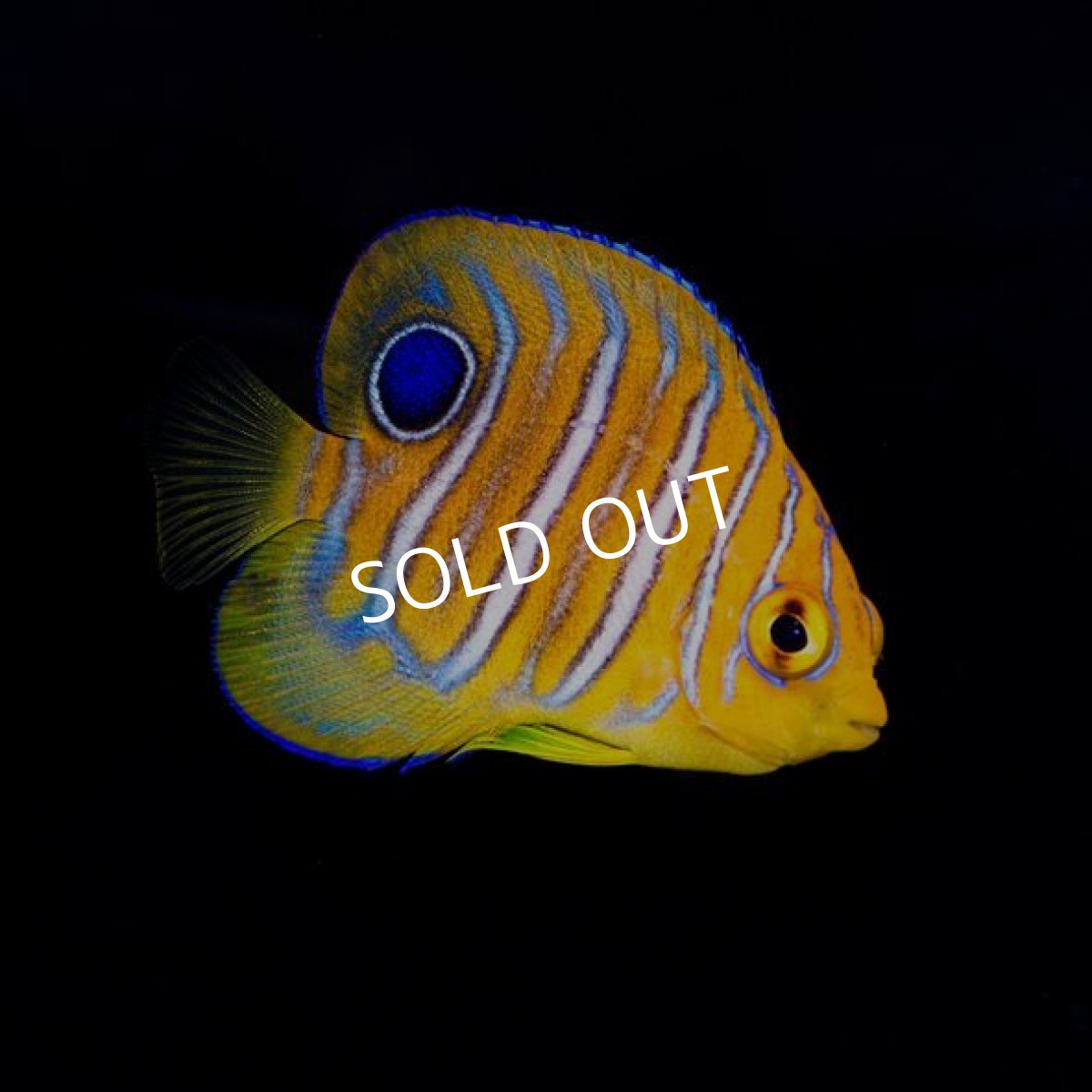 画像2: インドニシキヤッコ　S No.1 モルディブ (2)