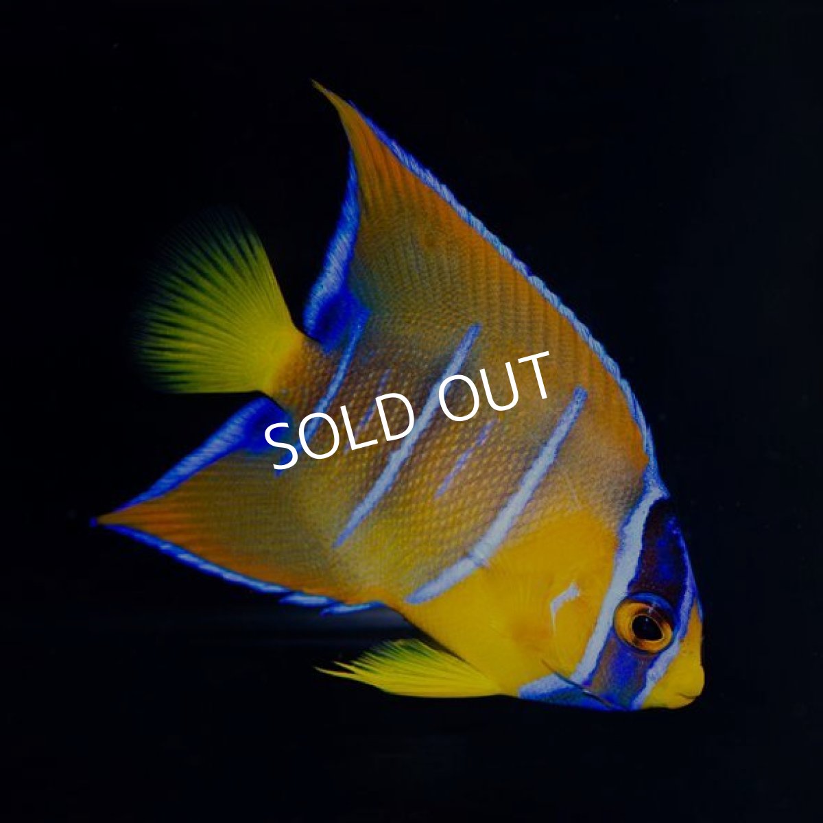 画像2: カリブ クイーンエンゼル SM No.2 (2)