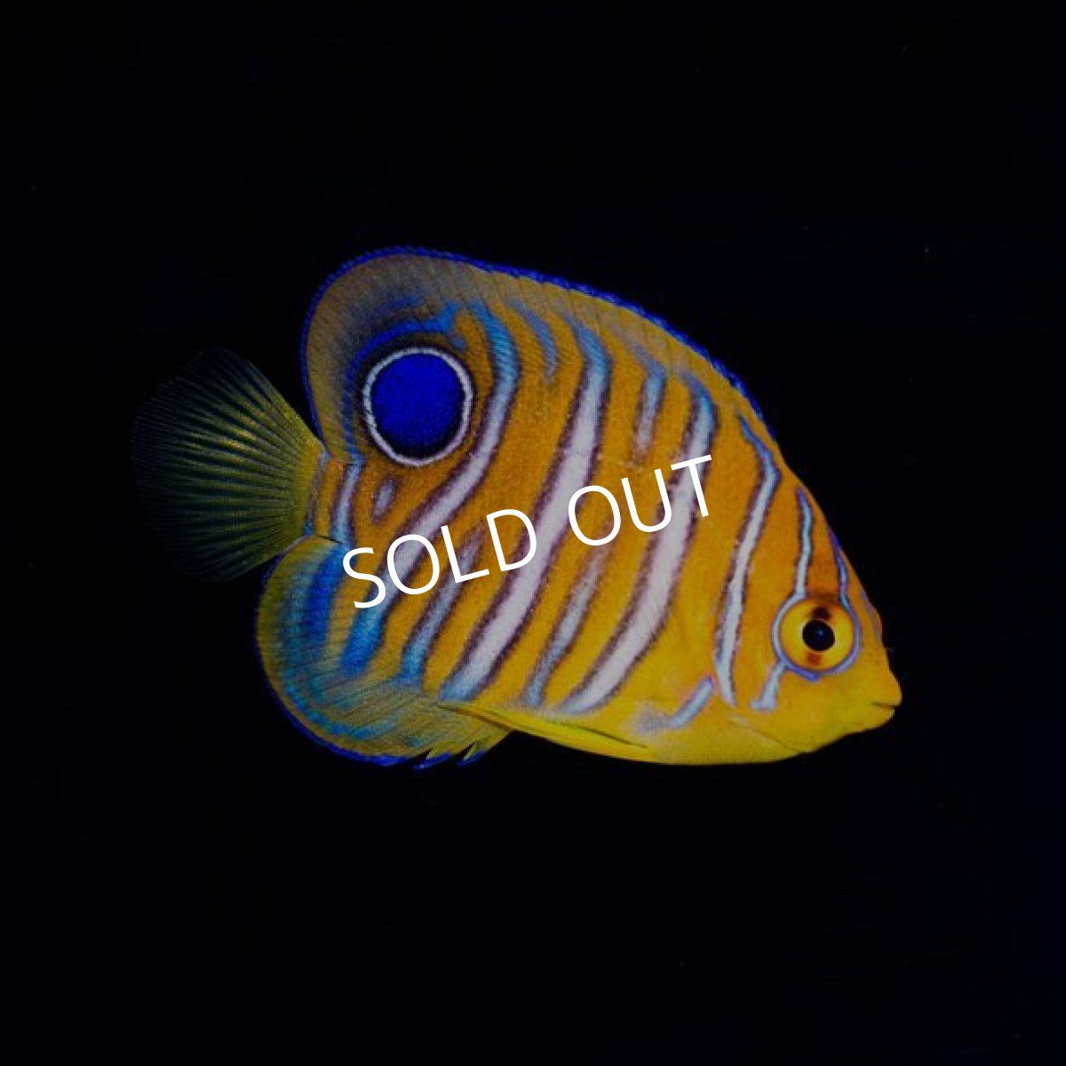 画像3: インドニシキヤッコ S No.2 モルディブ (3)