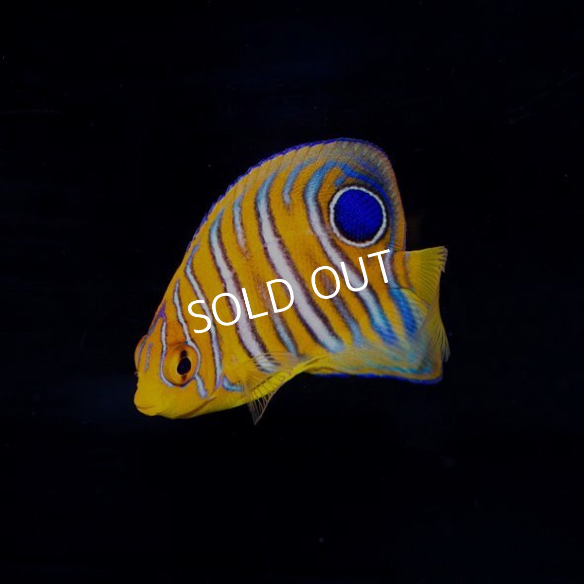 画像2: インドニシキヤッコ S No.2 モルディブ (2)