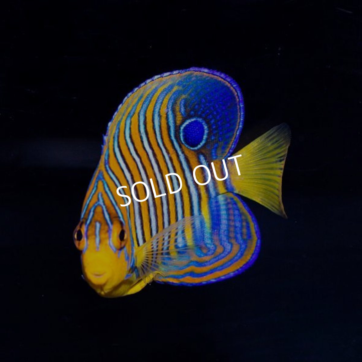 画像3: インドニシキヤッコ　MS モルディブ (3)