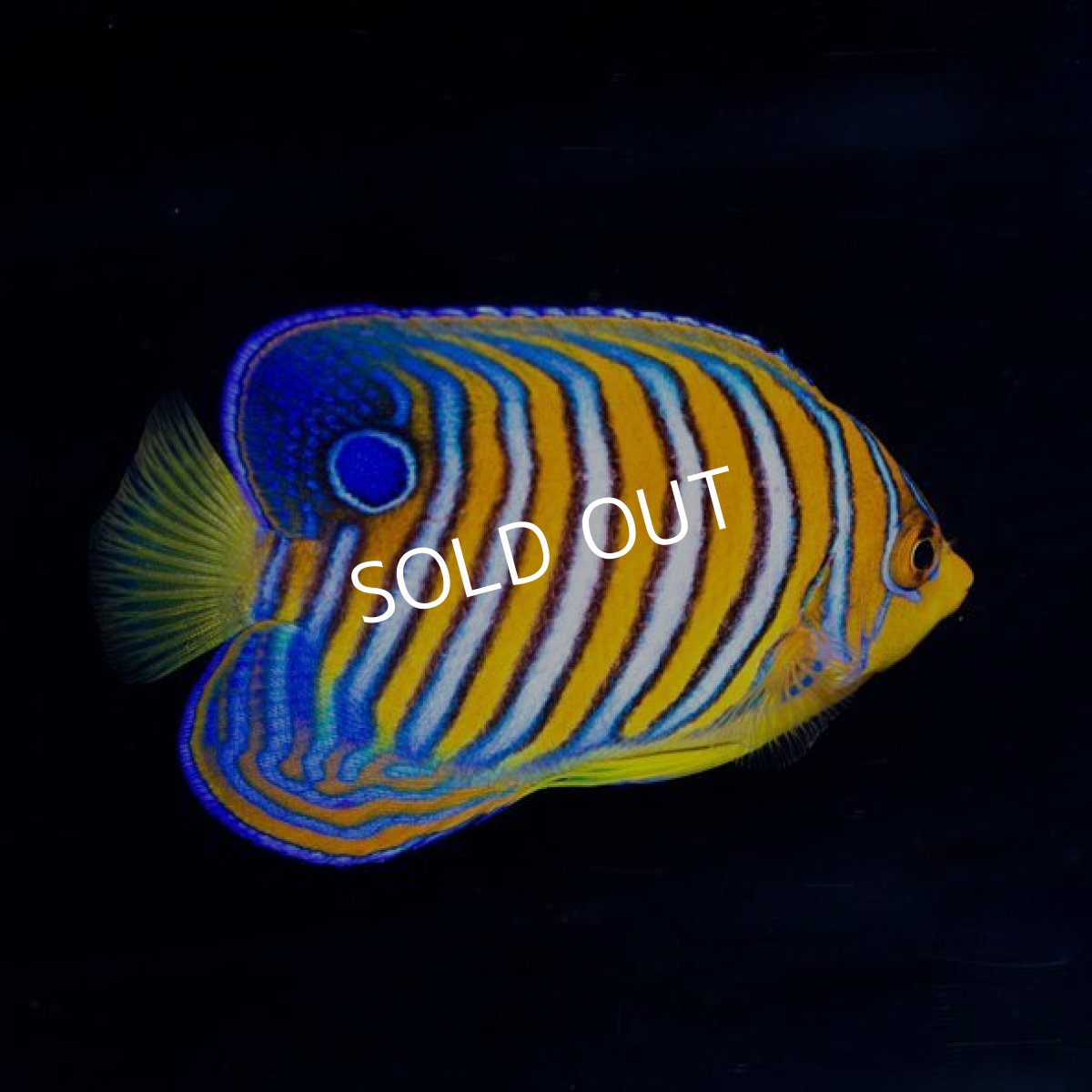 画像2: インドニシキヤッコ　MS モルディブ (2)