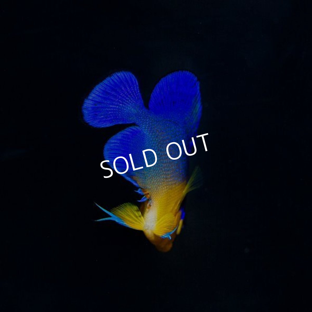 画像2: スミレヤッコ　S　　八重山産 No.1 (2)