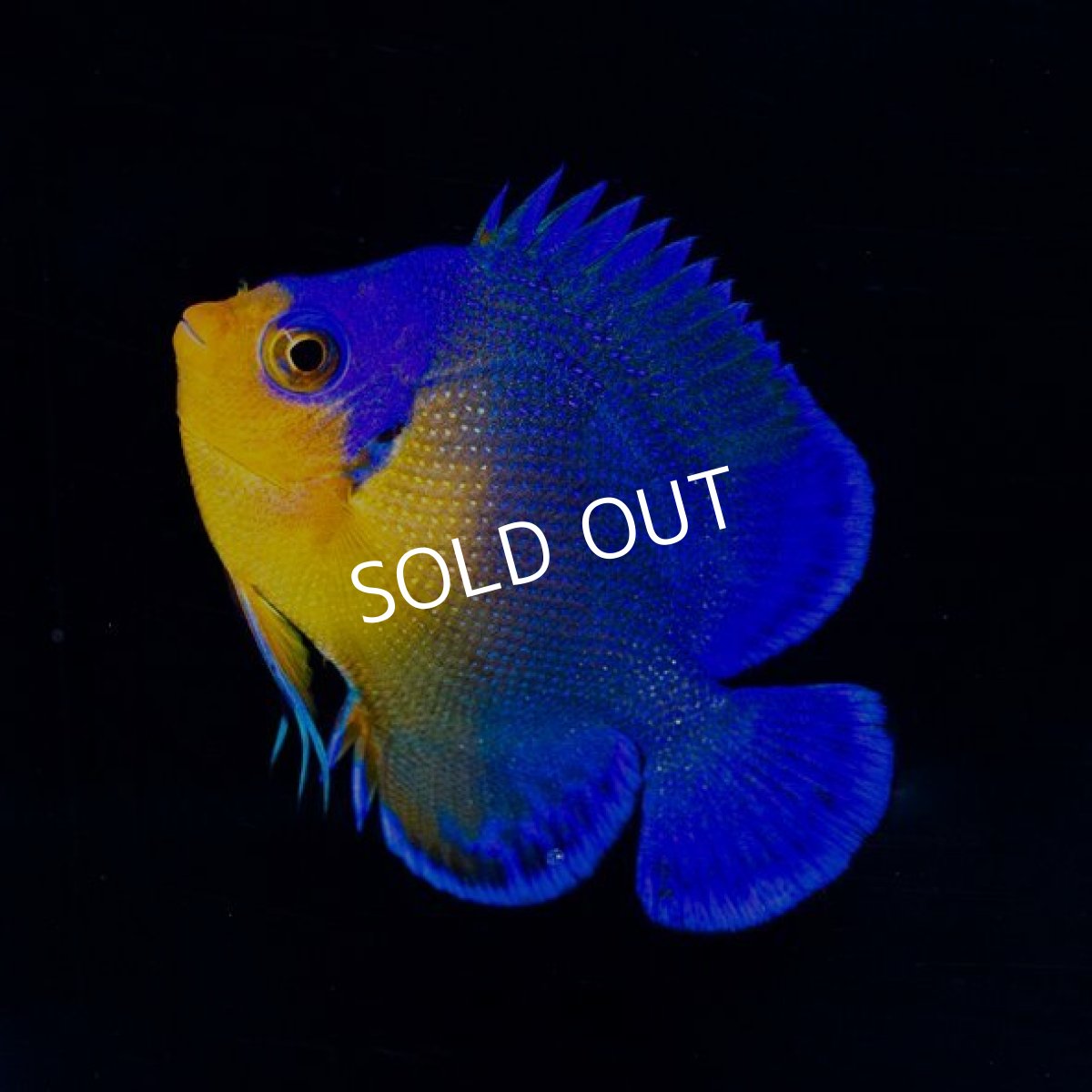 画像2: スミレヤッコ SM  八重山産 (2)