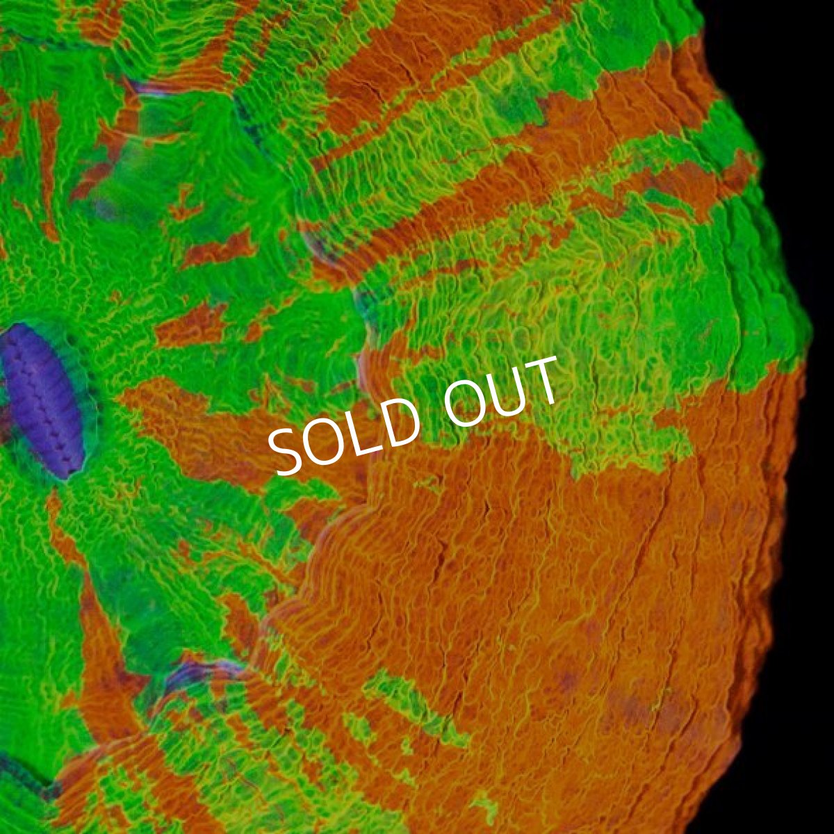 画像2: FCA スコリミア High End Ultra RARE (2)