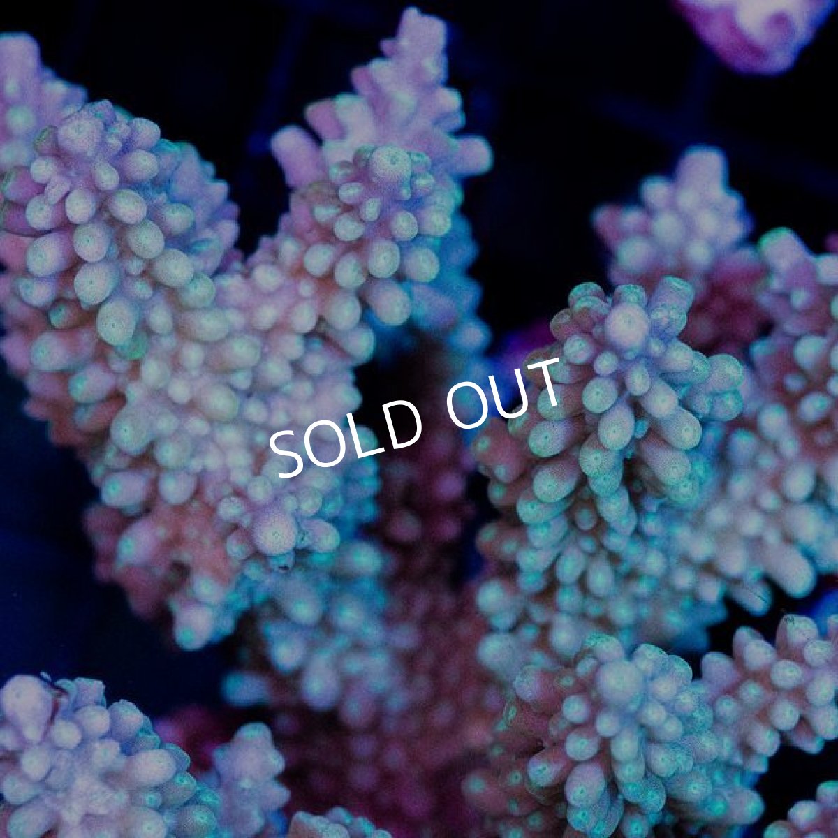 画像2: FCA Acropora sp. Ultra No.6　1/2 (2)