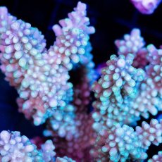 画像2: FCA Acropora sp. Ultra No.6　1/2 (2)