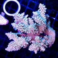 画像1: FCA Acropora sp. Ultra No.6　1/2 (1)