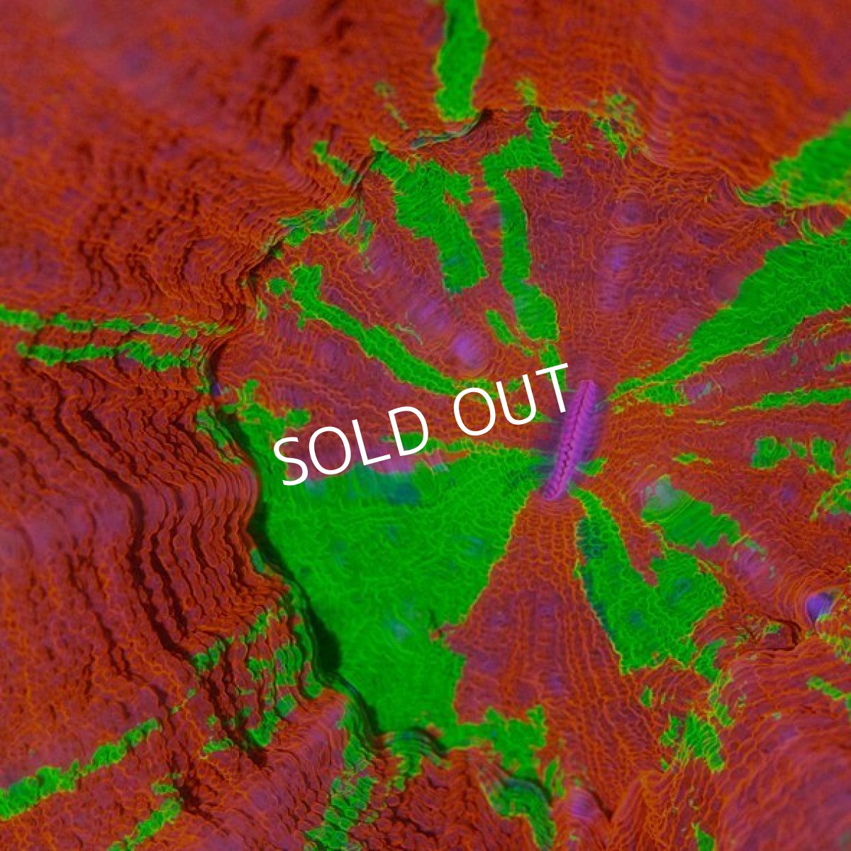 画像2: FCA スコリミア　 Bleeding Apple (2)