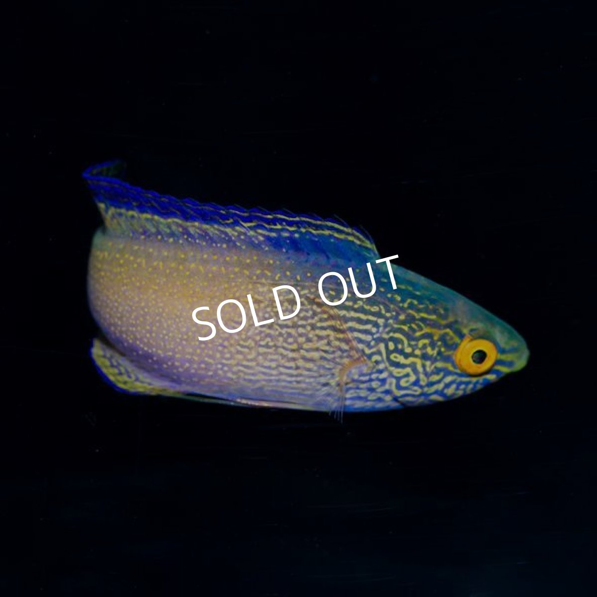 画像2: ローンボイドフェアリーラス ♂ (2)