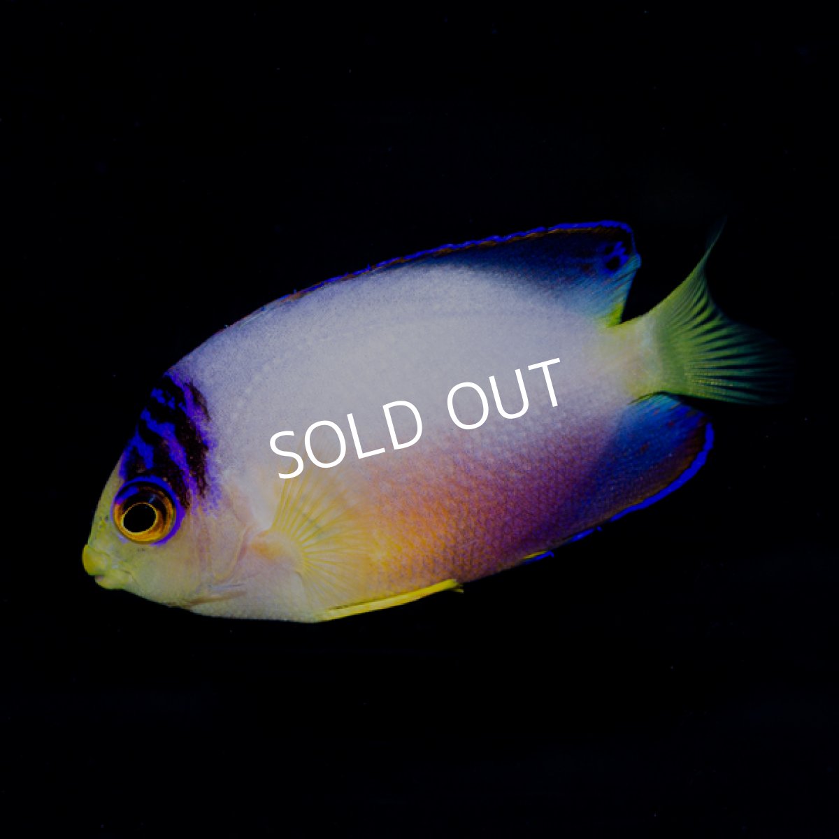 画像2: マルチカラーピグミーエンゼル 　マーシャル　 (2)