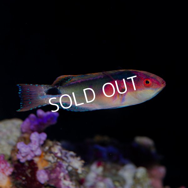 近海産海水魚、海洋生物、深海生物、深海魚