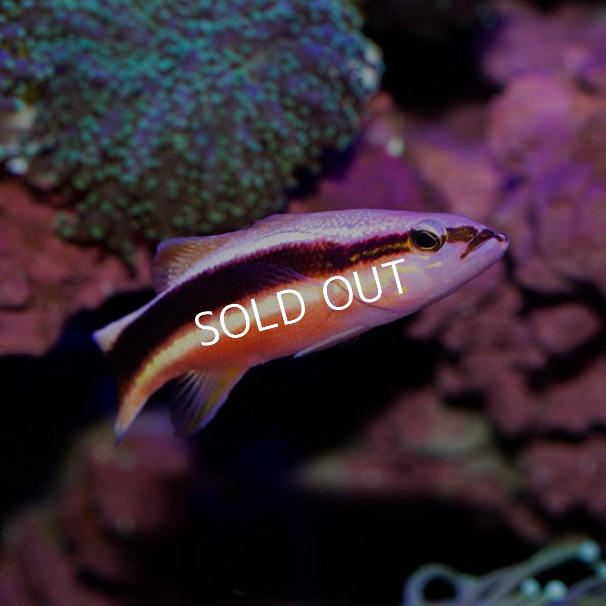 画像2: ■SALE■ラッセバスレット (2)